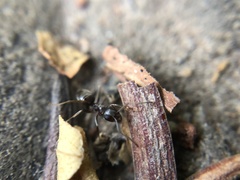 Lasius