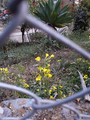 Magnoliopsida