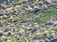 Sula dactylatra tasmani