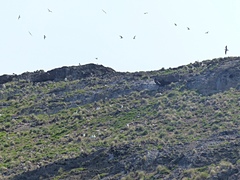 Sula dactylatra tasmani