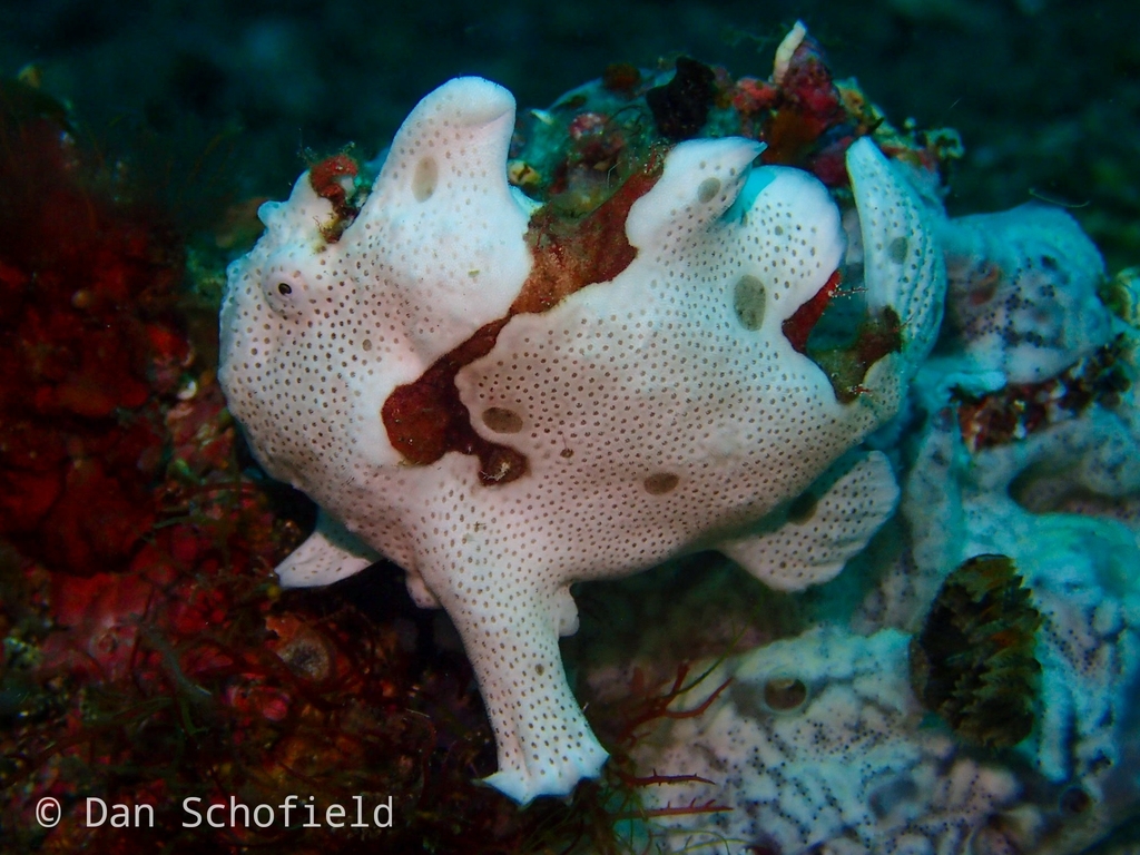Warty frogfish