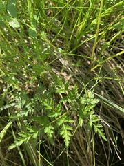 Conioselinum gmelinii