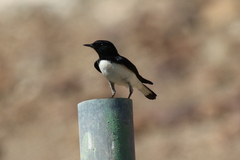 Oenanthe albonigra
