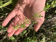 Galium trifidum trifidum