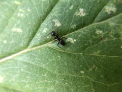 Formicidae