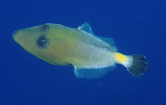 Meuschenia flavolineata