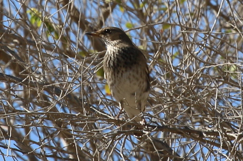 Turdus atrogularis