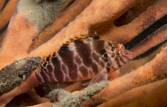 Cirrhitichthys aprinus