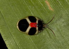 Spilophora trigemina