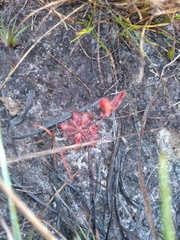 Drosera hirtella