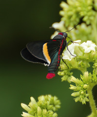 Mysoria barcastus