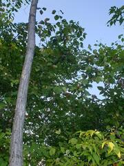 author not stated, no rights reserved Crataegus coccinioides, photograph author not stated, no rights reserved