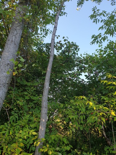 Crataegus coccinioides, photograph 6