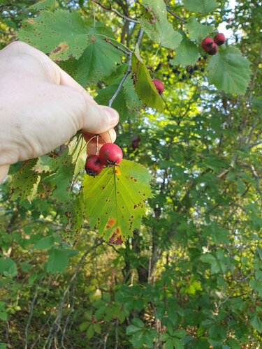 Large-flowered Cockspurthorn (Crataegus coccinioides)