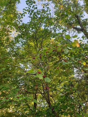 Crataegus coccinioides, photograph 4