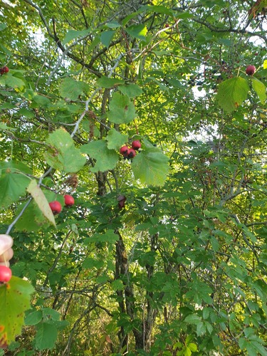 Crataegus coccinioides, photograph 2
