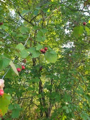 author not stated, no rights reserved Crataegus coccinioides, photograph author not stated, no rights reserved