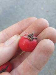 author not stated, no rights reserved Crataegus coccinioides, photograph author not stated, no rights reserved