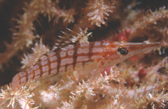 Oxycirrhites typus