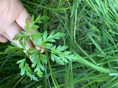 Conioselinum gmelinii