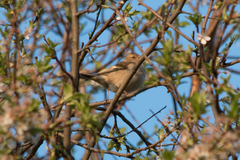 Fringilla coelebs