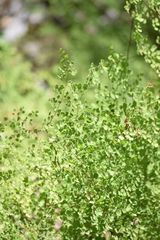 Adiantum tricholepis