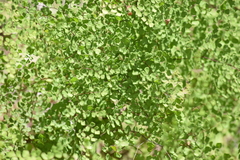Adiantum tricholepis
