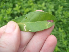 Liriomyza chenopodii