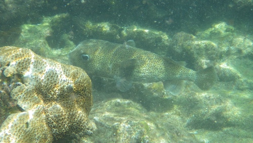 Diodon hystrix