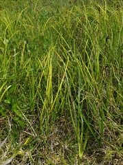 Carex subdola