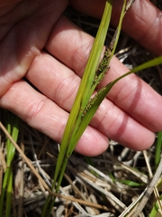 Carex subdola