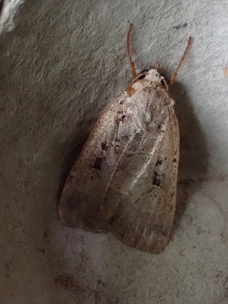 Norman's Dart Moth