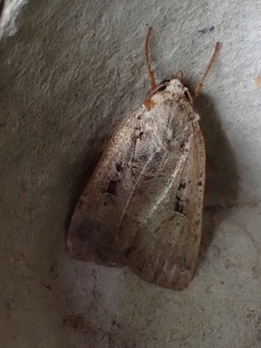 Norman's Dart Moth