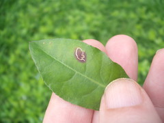 Liriomyza chenopodii