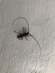 Juiaparus mexicanus