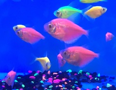 Gymnocorymbus ternetzi