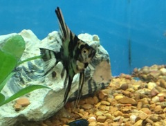 Pterophyllum