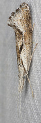 Euceratia securella