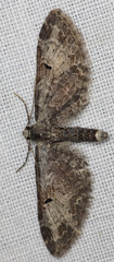 Eupithecia nevadata