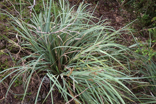 Machaerina glomerata iNat (1)