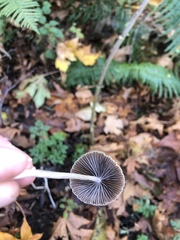 Psathyrella gracilis