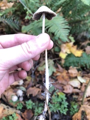 Psathyrella gracilis