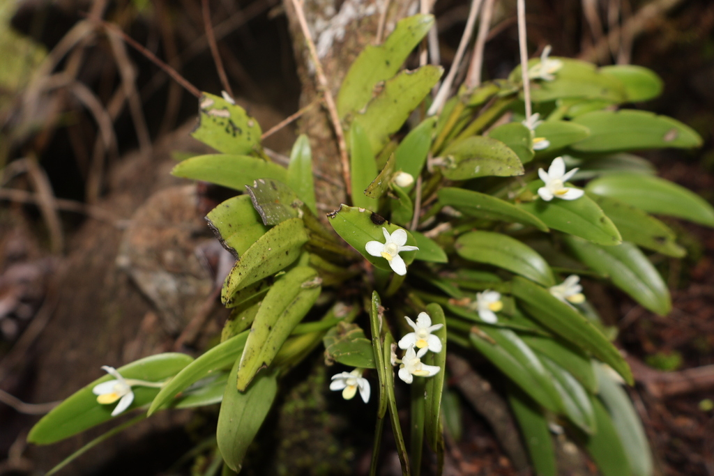 Dendrobium rumphiae Rchb.f. 2
