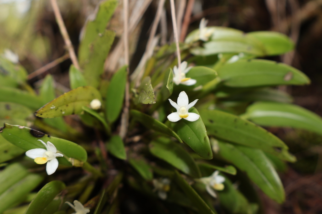 Dendrobium rumphiae Rchb.f.