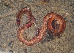 Aspidura ceylonensis