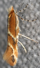 Lithocolletinae