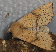 Perigonica angulata