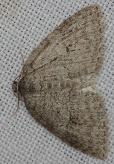 Venusia obsoleta