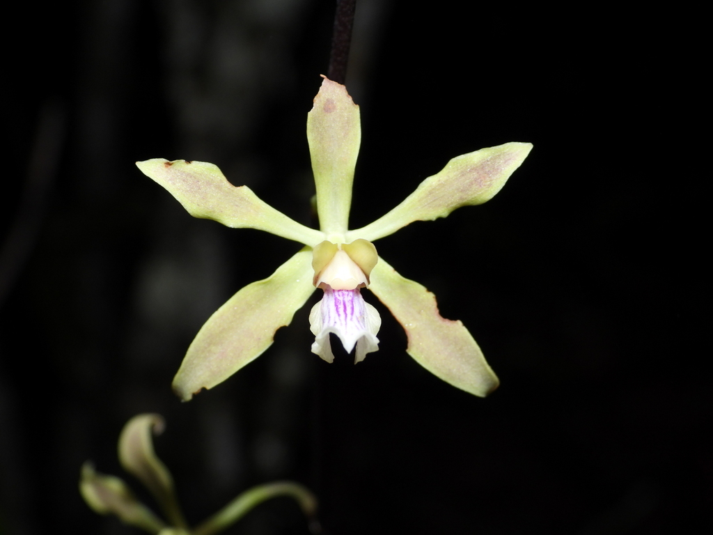 Encyclia mapuerae