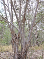 Leptospermum brachyandrum